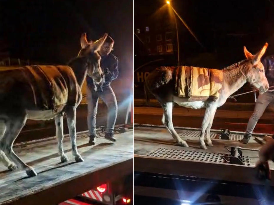 Ankara'da Şaşırtıcı Bir Olay: Başıboş Eşek Çekiciyle Otoparka Götürüldü