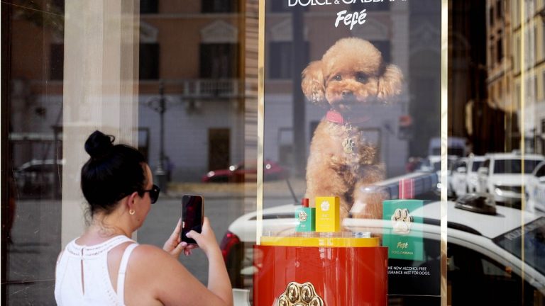 Dolce & Gabbana köpekler için lüks bir parfüm yarattı, veterinerler bunu beğenmedi