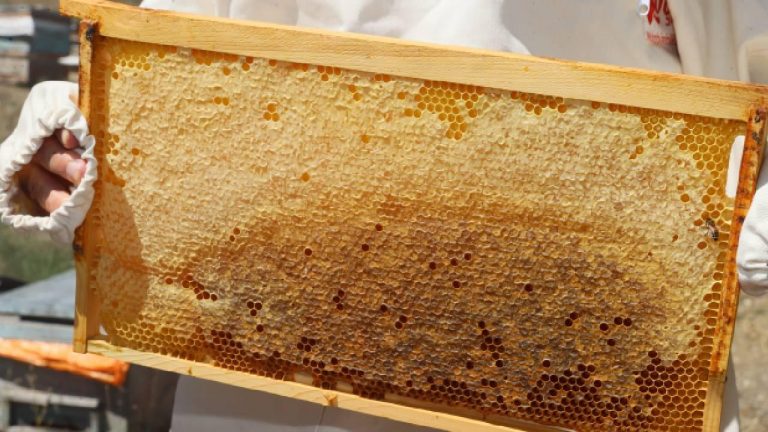 Bal hasadının başladığı Sivas'ta 6 bin 500 ton rekolte bekleniyor.