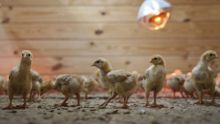 USPS kamyonunda binlerce terk edilmiş civciv sığınaklara bırakıldı