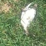 Ağrı’da başıboş köpekler dehşet saçtı: 25 hindi ve tavuk telef oldu
