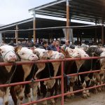 Hayvan pazarları ne zaman açılacak? Türkiye geneli hayvan pazarları ne zaman açılır?