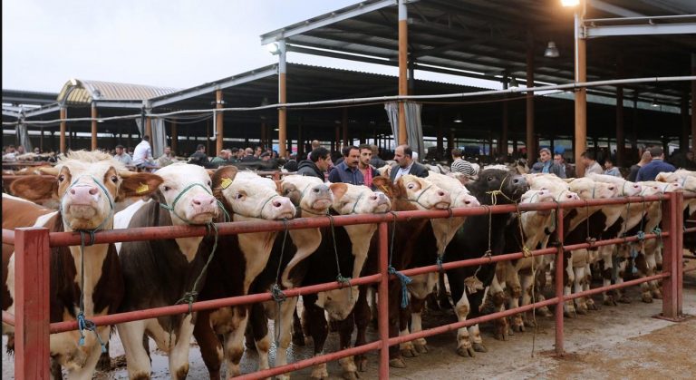 Hayvan pazarları ne zaman açılacak? Türkiye geneli hayvan pazarları ne zaman açılır?
