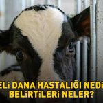 Deli dana hastalığı nasıl bulaşır? Ankaradan sonra Boluda da ortaya çıktı! Deli dana hastalığı nedir, belirtileri neler?