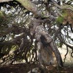 400 Yıllık Çam: Şemsiye Gibi Aşağı Doğru Sarkan Görkemiyle Göz Dolduruyor!