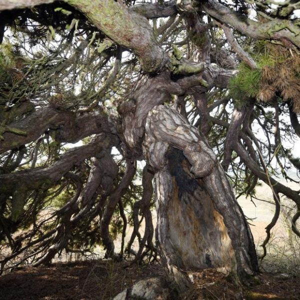400 Yıllık Çam: Şemsiye Gibi Aşağı Doğru Sarkan Görkemiyle Göz Dolduruyor!
