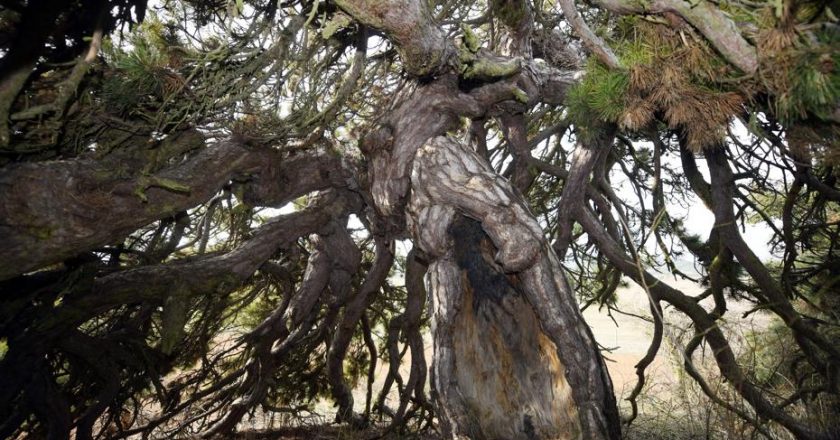 400 Yıllık Çam: Şemsiye Gibi Aşağı Doğru Sarkan Görkemiyle Göz Dolduruyor!