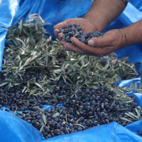 Kuraklık Tarımı Vurdu, Ürün Fiyatı 200 Lira!