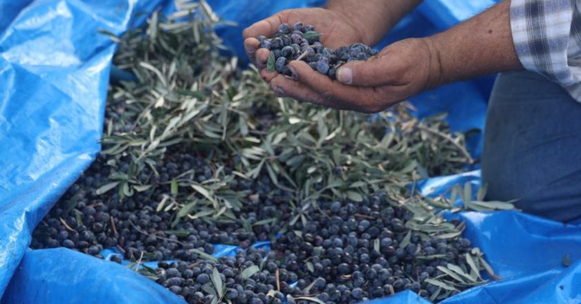 Kuraklık Tarımı Vurdu, Ürün Fiyatı 200 Lira!